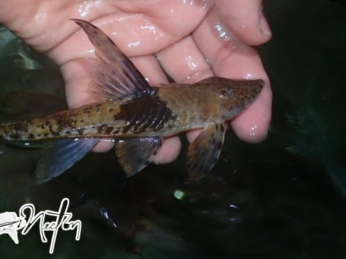 Sturisomatichthys tamanae = Rio San Juan, western Colombia