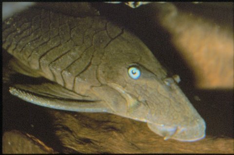 Panaque cochliodon