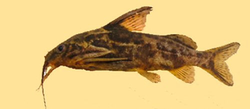 Synodontis denticulatus = Lufira River, near its confluence with the Kafila River (Kienge Village)