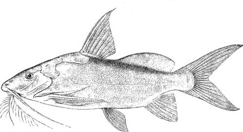 Synodontis geledensis = line drawing