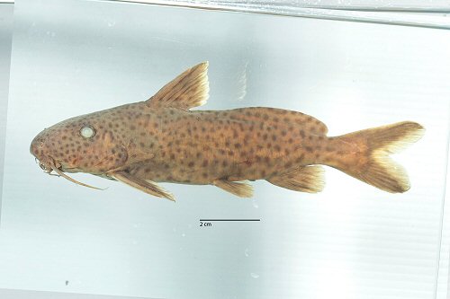 Synodontis ilebrevis