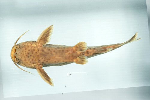 Synodontis ilebrevis = Ventral view-Lake Tanganyika, Cape Chaitika, Zambia