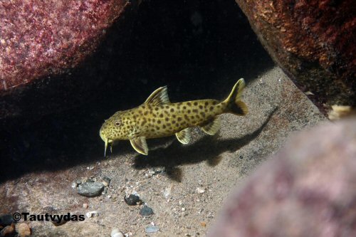 Synodontis irsacae = Lake Tanganyika, Kabayeye, Zambia 