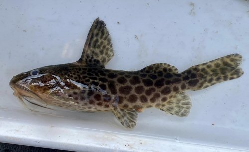 Synodontis macrostigma