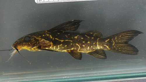 Synodontis ngouniensis