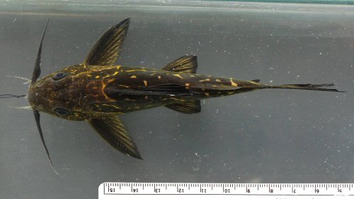 Synodontis ngouniensis  = dorsal view