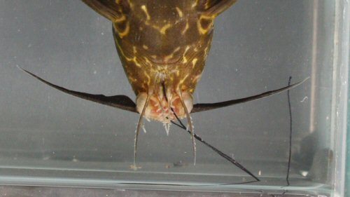 Synodontis ngouniensis = mouth view