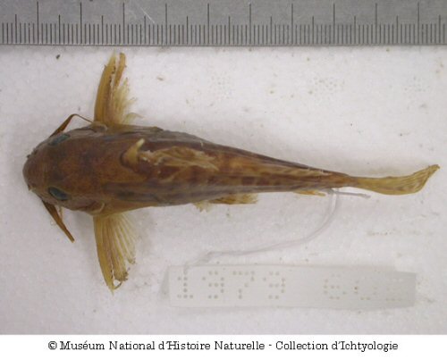 Synodontis obesus = Dorsal view-kouala, Cameroon