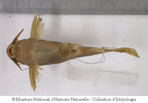 Synodontis obesus = Ventral view-kouala, Cameroon