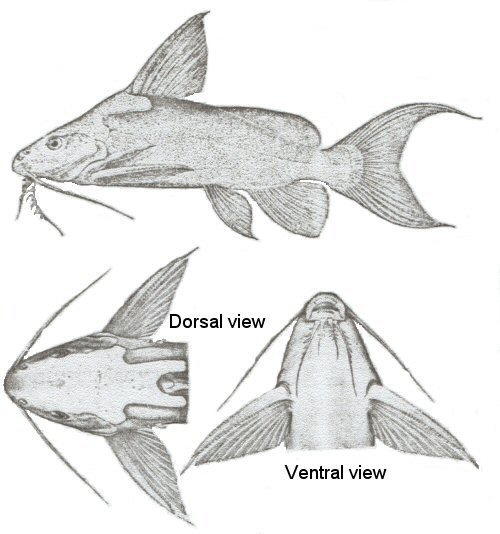 Synodontis omias = Line drawing