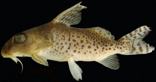 Synodontis ornatissimus