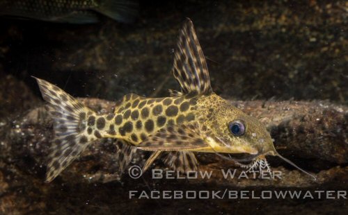 Synodontis polystigma