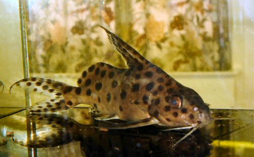 Synodontis sp. (SC001)