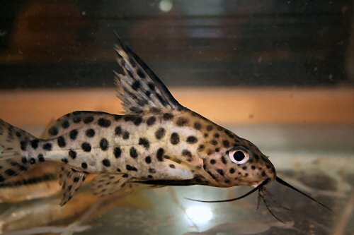 Synodontis sp. (SC001)