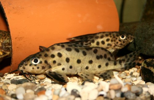 Synodontis sp. (SC001)