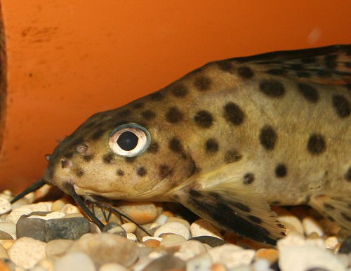 Synodontis sp. (SC001)