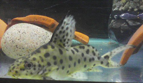 Synodontis sp. (SC001) = grean body caste