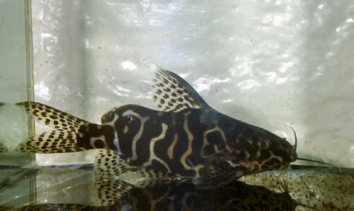 Synodontis sp. (SC002)