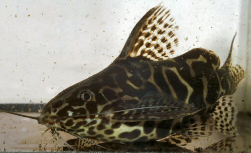 Synodontis sp. (SC002) = head view