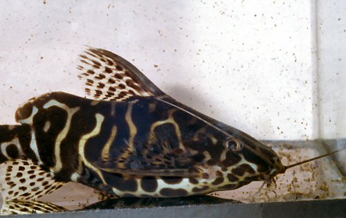 Synodontis sp. (SC002) = 