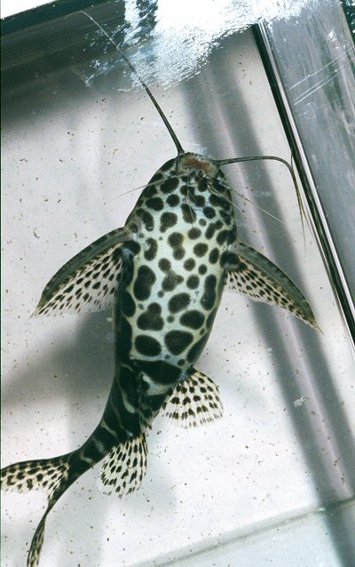 Synodontis sp. (SC002) = Ventral view