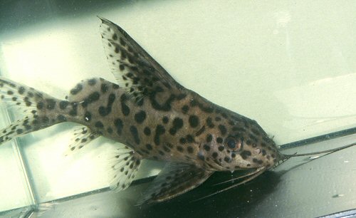 Synodontis sp. (SC003)