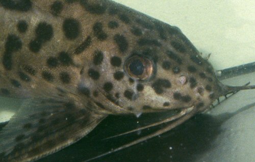 Synodontis sp. (SC003) = head & shoulders