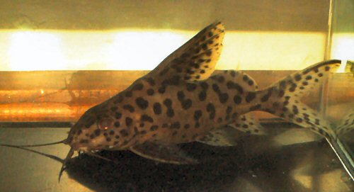 Synodontis sp. (SC003)