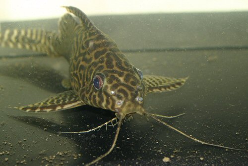 Synodontis sp. (SC004)