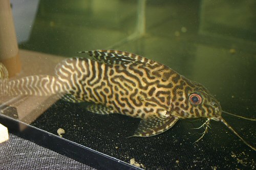 Synodontis sp. (SC004)