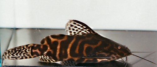 Synodontis sp. (SC005)