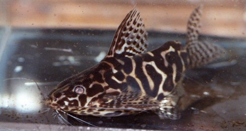 Synodontis sp. (SC002) = head view