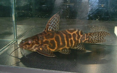 Synodontis sp. (SC005)