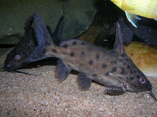 Synodontis sp. (SC007)