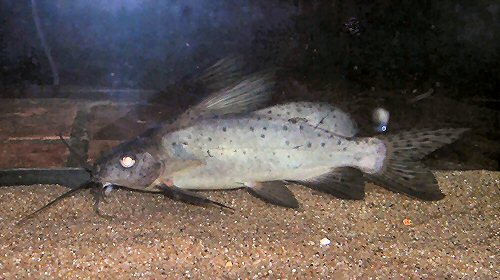 Synodontis sp. (SC007)