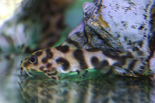 Synodontis sp. (SC008)