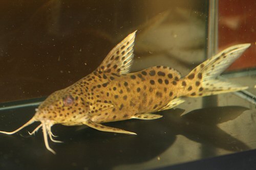 Synodontis sp. (SC009)