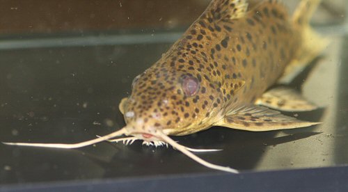 Synodontis sp. (SC009) = head view