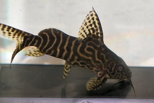 Synodontis sp. (SC010)