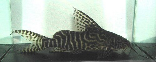 Synodontis sp. (SC010)