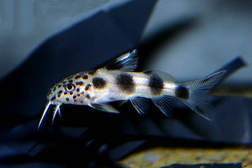 Synodontis sp. (SC011)