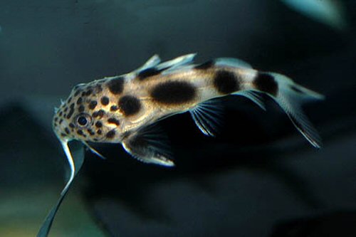 Synodontis sp. (SC011)