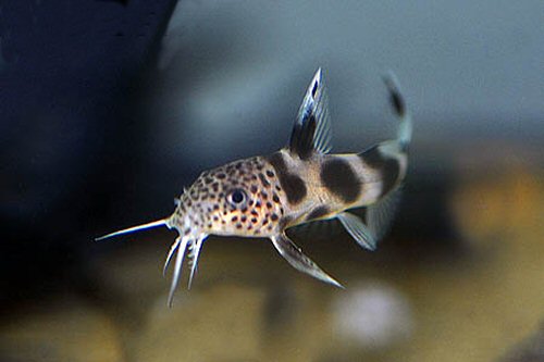 Synodontis sp. (SC011)