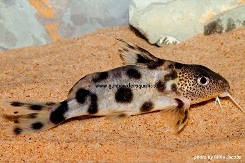 Synodontis sp. (SC011)