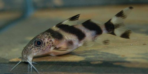 Synodontis sp. "hybrid" (SC011) = juvenile