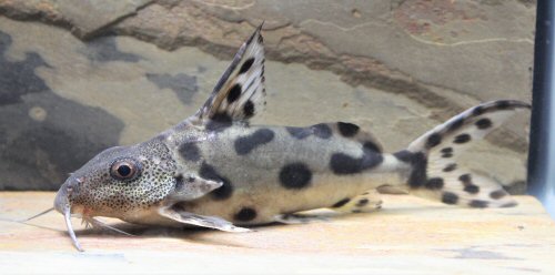 Synodontis sp. "hybrid" (SC011) = adult 13cm