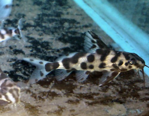 Synodontis sp. (SC012)