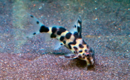 Synodontis sp. (SC012)