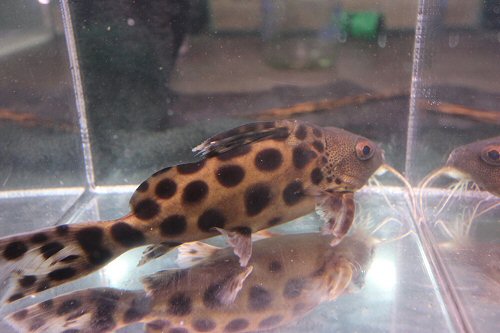 Synodontis sp. (SC013)