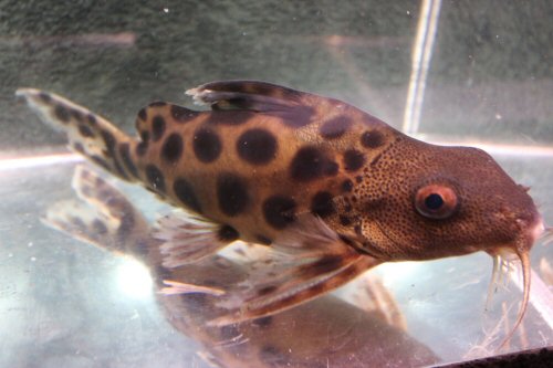 Synodontis sp. (SC013)